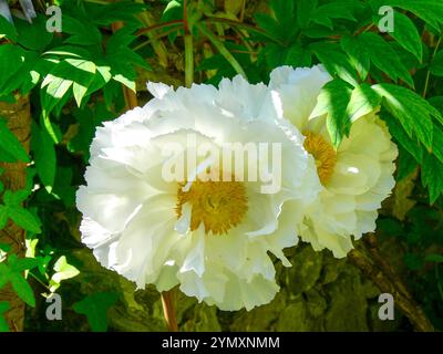 Die prächtige Blüte zweier gemeiner Pfingstrosen (Paeonia officinalis). Das Foto wurde in Musio aufgenommen, einem Teil der Gemeinde Tremosine am Gardasee. Stockfoto