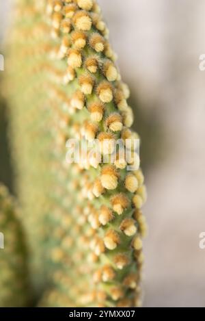 Bunny Ear's Cactus (Opuntia Microdasys) zeigt deutlich die Glochiden (keine Blüten, sondern kleine Stacheln) in Mexiko Stockfoto