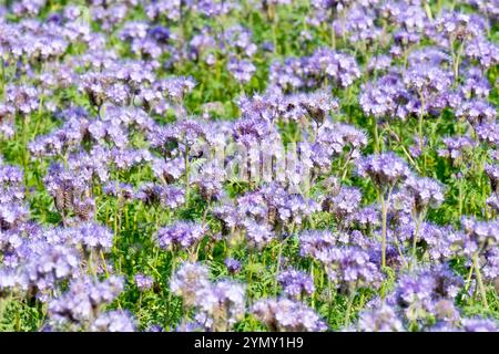 Phacelia (phacelia tanacetifolia), Nahaufnahme, die eine Masse der blauen bis violetten Blüten zeigt, die auf einem Feld als Gründünger angebaut werden. Stockfoto