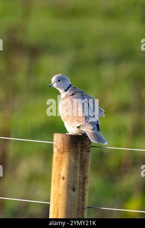 Taube mit Kragen und hellgrauem Gefieder und schwarzem Halsring. Ernährt sich von Samen und Körnern. Fotografiert auf der Baldoyle Racecourse, Dublin. Stockfoto