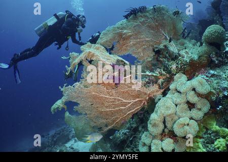 Ein Taucher erkundet lebendige, farbenfrohe Korallen, riesige Fächerkorallen (Annella mollis) und Pilzlederkorallen (Sarcophyton glaucum) im blauen Meer, Tauchen si Stockfoto