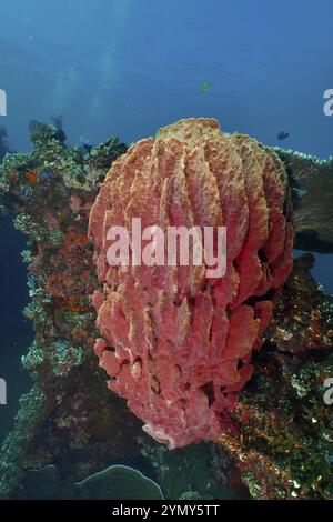 Fassschwamm, Fassschwamm (Xestospongia testudinaria) unter Wasser auf einem Schiffswrack im Ozean, Tauchplatz USAT Liberty, Tulamben, Bali, Indonesien, AS Stockfoto