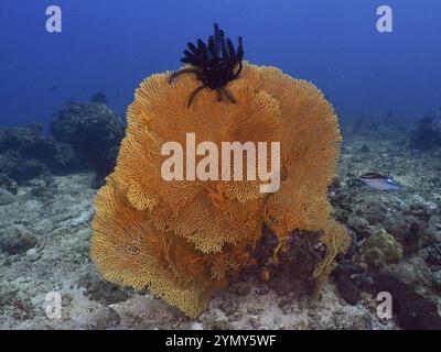 Riesige Fächerkoralle (Annella mollis) mit Federstern auf Sandboden in klarem blauem Wasser, Tauchplatz Spice Reef, Penyapangan, Bali, Indonesien, Asien Stockfoto