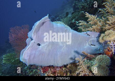 Flacher, ausgedehnter lila-grauer großer Röhrenschwamm (Haliclona (Reniera) in der Tiefsee, Tauchplatz Coral Garden, Menjangan, Bali, Indonesien, Asien Stockfoto