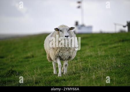 Schafe auf einem Deich, Insel Pellworm, Nationalpark Schleswig-Holsteinisches Wattenmeer, Nordfriesland, Deutschland, Europa Stockfoto