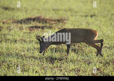 Rehe (Capreolus capreolus) Sechsköpfiger Bock sucht mit einer tiefen Nase nach der Spur eines paarungsbereiten Weibchens, Niederösterreich, Österreich Allgaeu, Bava Stockfoto