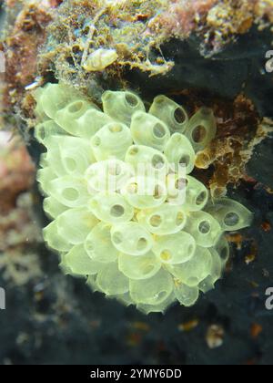 Eine Sammlung von transparenten Exemplaren von juvenilen robusten Riffscheide (Atriolum robustum) im Meer, Tauchplatz Prapat, Penyapangan, Bali, Indonesien Stockfoto