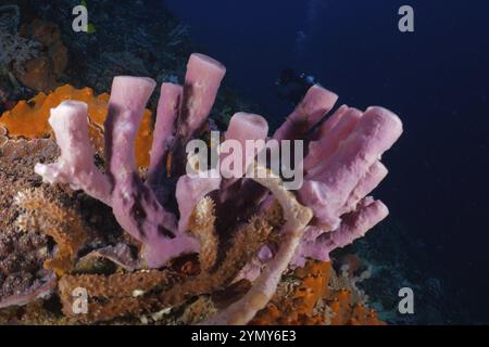 Rosafarbener Schwamm (Haliclona (Reniera) auf einem farbenfrohen Korallenriff, Tauchplatz SD, Nusa Ceningan, Nusa Penida, Bali, Indonesien, Asien Stockfoto