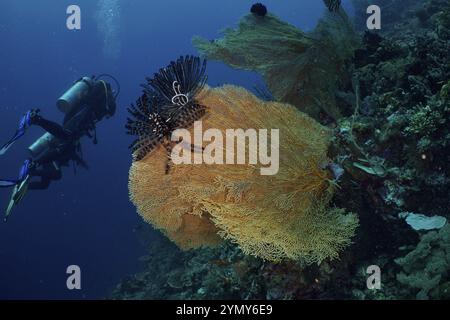 Taucher entdecken große riesige Fächerkorallen (Annella mollis) mit Federstern in der Unterwasserwelt, Tauchplatz Coral Garden, Menjangan, Bali, Indonesien, Stockfoto