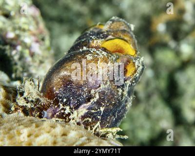 Nahaufnahme eines goldenen Meeresspießes (Polycarpa aurata) mit orange-gelben Öffnungen auf einem Korallenriff, Tauchplatz Prapat, Penyapangan, Bali, Indonesien, Asien Stockfoto