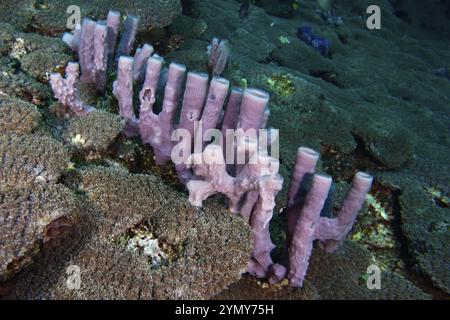 Langgestreckter rosafarbener Schwamm (Haliclona (Reniera) in einer gefächerten Korallenformation auf dem Meeresboden, Tauchplatz SD, Nusa Ceningan, Nusa Penida, Bali, Indo Stockfoto