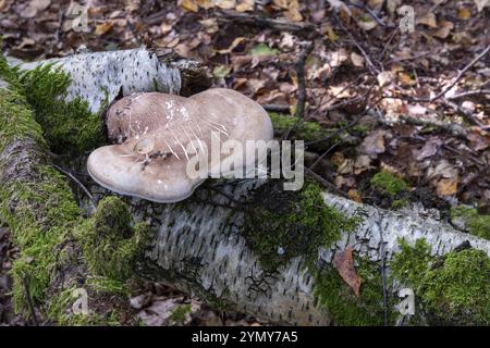 Grosser Baumpilz auf einer Birke Stockfoto
