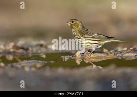 Serinus serinus, Lesbos Island, Lesbos, Griechenland, Europa Stockfoto