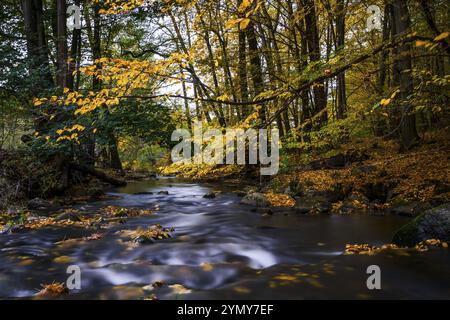 Herbstzauber auf einer Flusslandschaft in Lausitz - das Löwenauer Wasser 24 Stockfoto