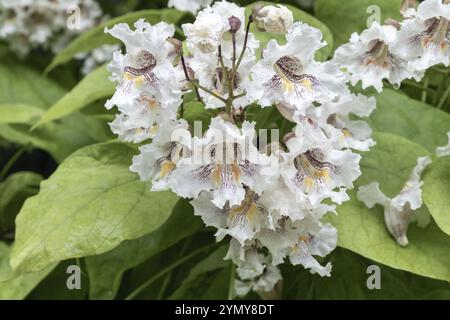 Weiße Blüten eines Baumes Catalpa bignonioides Stockfoto