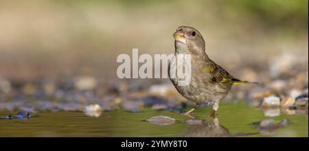 Grünfink (Chloris chloris) Familie der Spatzen, männliche Lesbos, Griechenland, Europa Stockfoto