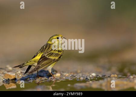 Serinus serinus, Lesbos Island, Lesbos, Griechenland, Europa Stockfoto