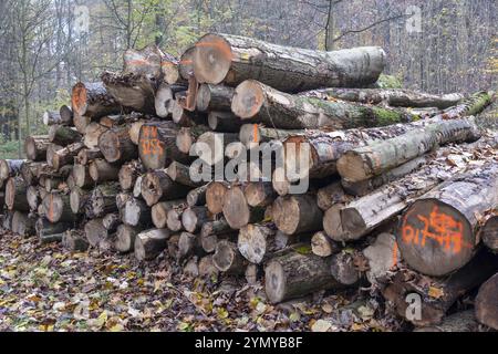 Haufen markierter Stämme in einem Wald, die einen verantwortungsvollen Holzeinschlag und eine verantwortungsvolle Holzernte demonstrieren Stockfoto
