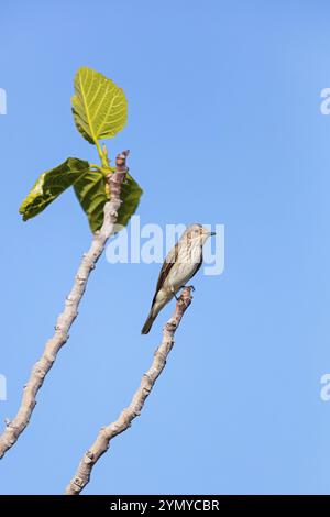 Grauer Fliegenfänger (Muscicapa striata), auf Barsch, Familie der Fliegenfänger Lesbos Island, Lesbos, Griechenland, Europa Stockfoto