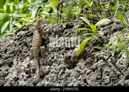 Kubanische Lockenschwanzechse (Leiocephalus carinatus) auf Fels mit geschädigtem Schwanz Stockfoto