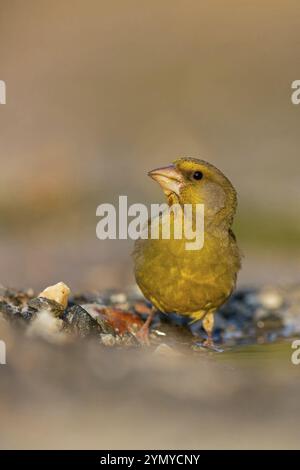 Grünfink (Chloris chloris) Familie der Spatzen, männliche Lesbos, Griechenland, Europa Stockfoto