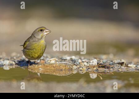 Grünfink (Chloris chloris) Familie der Spatzen, männliche Lesbos, Griechenland, Europa Stockfoto