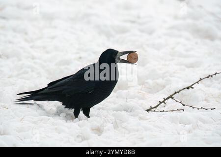 Ein Turm (Corvus frugilegus) steht im Schnee und hält eine Walnuss im Schnabel. Die Vögel genießen das Essen, das die Menschen für Eichhörnchen in den Park bringen Stockfoto