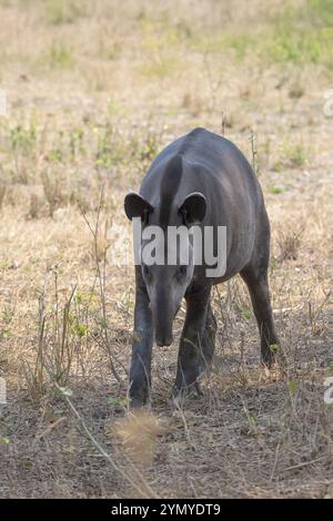 Flachland-Tapir (Tapirus terrestris), sehr nah, Pantanal, Inland, Feuchtgebiet, UNESCO-Biosphärenreservat, Weltkulturerbe, Feuchtbiotope, Mato Grosso Stockfoto
