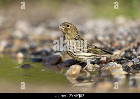 Serinus serinus, Lesbos Island, Lesbos, Griechenland, Europa Stockfoto