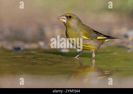 Grünfink (Chloris chloris) Familie der Spatzen, männliche Lesbos, Griechenland, Europa Stockfoto