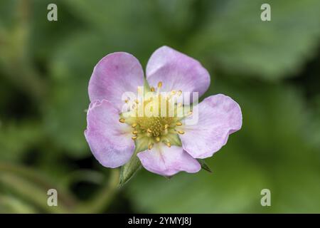 Rosa Blume mit gelbem Pistil einer Erdbeerpflanze Stockfoto