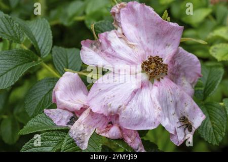 Nasse Blüten einer Rose nach dem Regen Stockfoto