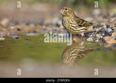 Serinus serinus, Lesbos Island, Lesbos, Griechenland, Europa Stockfoto