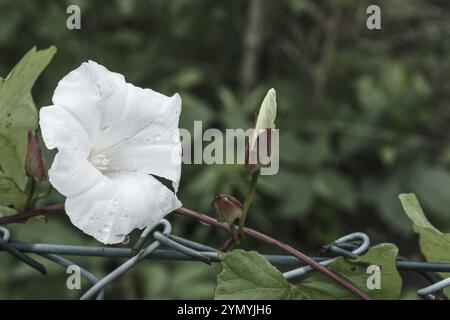 Blume eines Feldweeds Convolvulus arvensis am Zaun Stockfoto