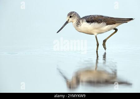 Greenshank, (Tringa nebularia) Watvogel, Limesticks, auf der Suche im Wattenmeer, Snipe Familie Muscat, Al Qurm, MU?Afaz?at MasqaT, Oman, Asien Stockfoto