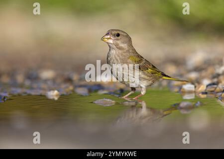 Grünfink (Chloris chloris) Familie der Spatzen, männliche Lesbos, Griechenland, Europa Stockfoto