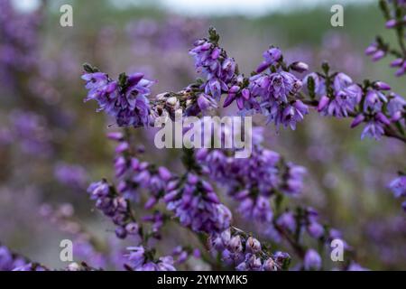 Heather in voller Blüte Stockfoto