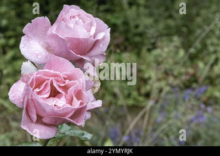 Nasse Blüten einer Rose nach dem Regen Stockfoto