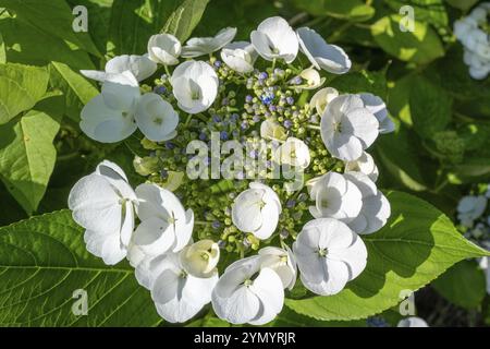 Weiß blau blühende Hortensie macrophylla Stockfoto