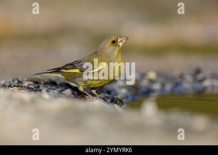 Grünfink (Chloris chloris) Familie der Spatzen, männliche Lesbos, Griechenland, Europa Stockfoto