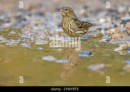 Serinus serinus, Lesbos Island, Lesbos, Griechenland, Europa Stockfoto