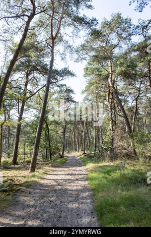 Breiter Sandweg in kargem Kiefernwald Stockfoto