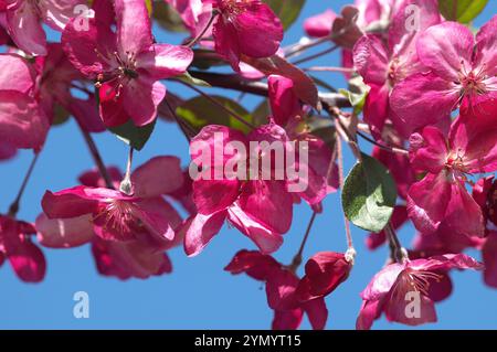 Dunkelrosa japanische Krabbenapfelblüten (Malus „Prairifire“). Stockfoto