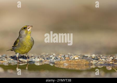 Grünfink (Chloris chloris) Familie der Spatzen, männliche Lesbos, Griechenland, Europa Stockfoto