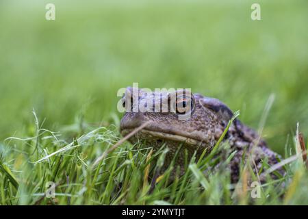 Gewöhnliche Kröte im Gras 1 Stockfoto