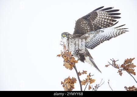 Bussard (Buteo buteo) Deutschland Stockfoto