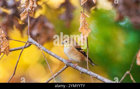 American Goldfinch, Spinus tristis, in North Carolina im November. Stockfoto