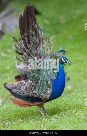 Indian Blue Peafowl (Pavo cristatus), auch bekannt als Blue Peacock, ist der Nationalvogel Indiens. Männchen werden Pfauen genannt. Die Weibchen werden als Erbsen bezeichnet. Stockfoto