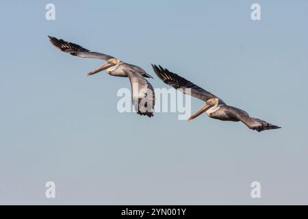 Brauner Pelikan, Pelicanus occidentalis, im Flug. Gulf Waters in der Nähe von Rockport, Texas. Stockfoto