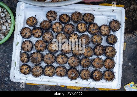 Sea Urchin im Verkauf auf dem Duong Dong Markt auf der Insel Phu Quoc in Vietnam Stockfoto